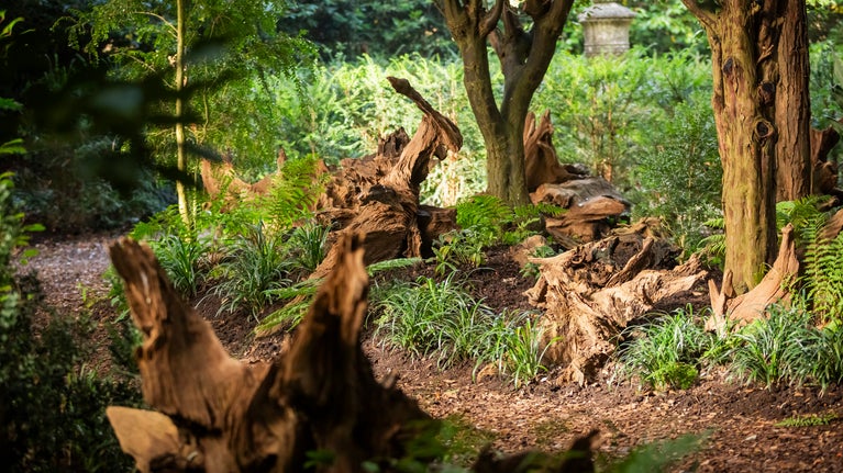 A view of the Stumpery with autumn light streaming through the trees